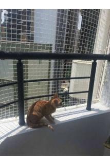 2,50 X 9 Metre Balkon Kedi Güvenlik Filesi Kedi Ağı Kalın Balkon Kuş Güvercin Önleme Ağı